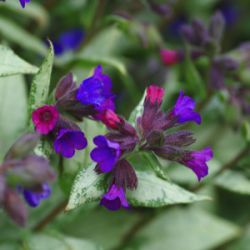 Pulmonaria 'Diana Claire'