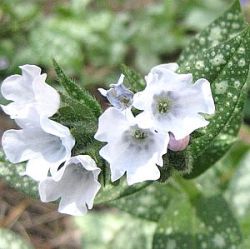 Pulmonaria officinalis 'Sissinghurst White'