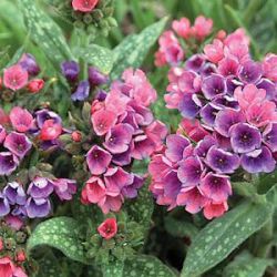 Pulmonaria 'Raspberry Splash' ®