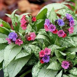 Pulmonaria 'Silver Bouquet' ®