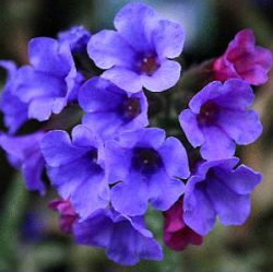 Pulmonaria 'Trevi Fountain'