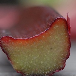 Rheum rhabarbarum 'Holsteiner Blut'