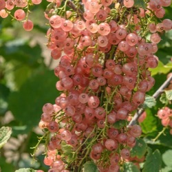 Ribes rubrum 'Rosa Helene'