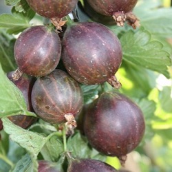 Ribes uva-crispa 'Easycrisp Lady Late' ®