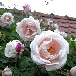 Rosa 'Ayshire Queen'
