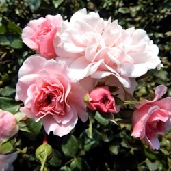 Rosa 'Bonica'