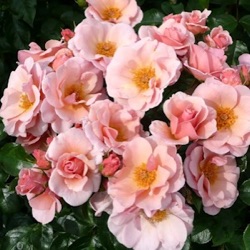 Rosa 'Checkmate'