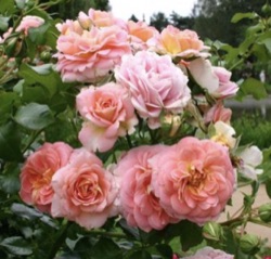 Rosa 'Concerto' ®