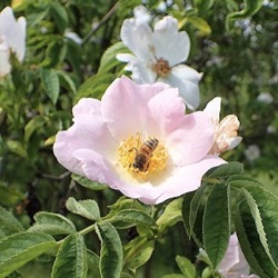 Rosa corymbifera