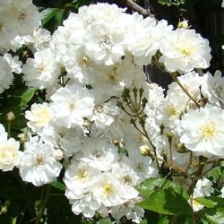 Rosa 'Guirlande d'Amour' ®
