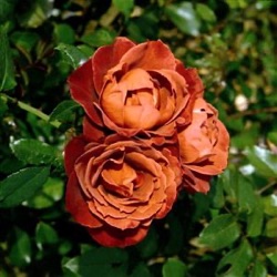 Rosa 'Hot Cocoa'