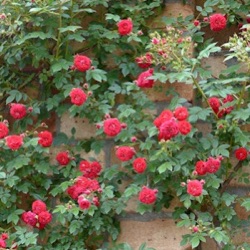 Rosa 'Kisses of Fire' ('Rosilia')