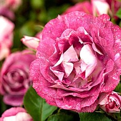 Rosa 'Let's Celebrate'