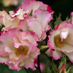 Rosa 'Liolà' ®