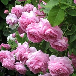 Rosa 'Louise Odier'