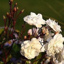 Rosa 'Marie Pavic'