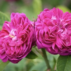 Rosa 'Rose de Rescht'