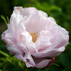 Rosa 'Snow Pavement' ®