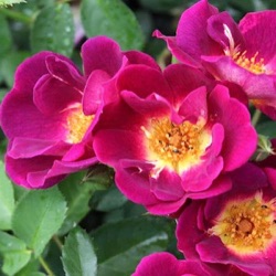 Rosa 'Weg der Sinne'