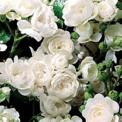 Rosa 'White Fairy' ('Crystal Fairy')