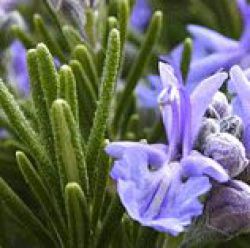 Rosmarinus officinalis 'BBQ'