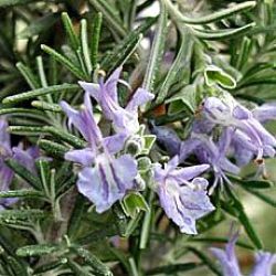 Rosmarinus officinalis 'Benenden Blue'