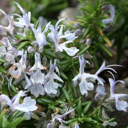 Rosmarinus officinalis 'Haifa'