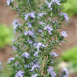 Rosmarinus officinalis 'Miss Jessopp's Upright'