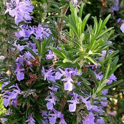 Rosmarinus officinalis 'Pyramidalis'