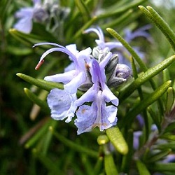 Rosmarinus officinalis 'Tuscan Blue'