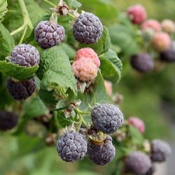 Rubus idaeus x occidentalis 'Glen Coe' 