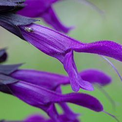 Salvia 'Amistad'