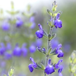 Salvia 'Audrey Doeglas'