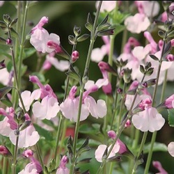 Salvia 'Dancing Dolls'