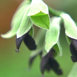 Salvia discolor