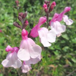 Salvia 'Dysons's Joy'