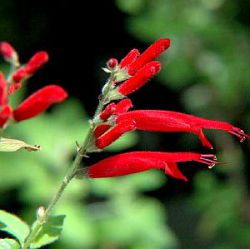 Salvia elegans 'Scarlet Pineapple' (S. rutilans)