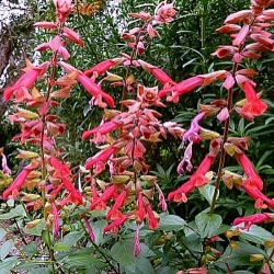 Salvia 'Ember's Wish' ®