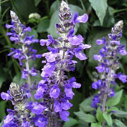 Salvia farinacea x longispicata 'Mystic Spires' ®