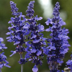 Salvia farinacea x longispicata 'Mysty' ®