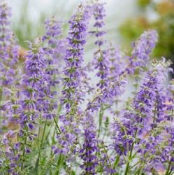 Salvia feathers peacock = 'Bocofpea'