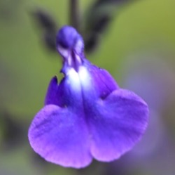 Salvia 'Feline Blue' ('Delice Feline)