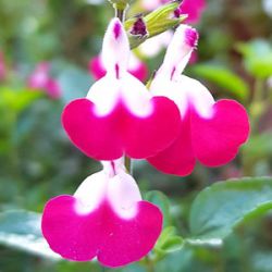 Salvia greggii 'Cherry Lips' ®