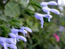 Salvia guaranitica 'Argentine Skies'