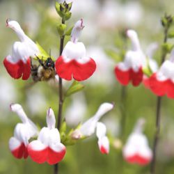 Salvia 'Hot Lips'