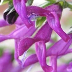 Salvia 'Jean's Jewel'