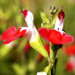 Salvia 'Little Kiss' ®