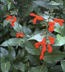 Salvia miniata