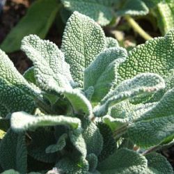 Salvia officinalis 'Growers Friend'