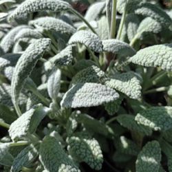 Salvia officinalis 'Snowflake'